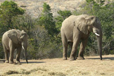 Elephants at Hazyview